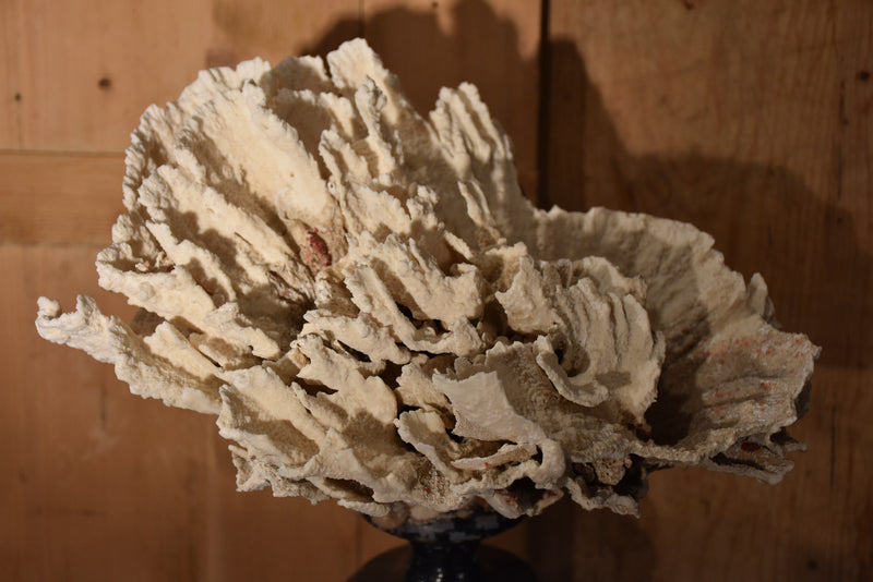 Coral specimens on antique white on black base