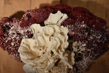 Coral specimens on an antique red & white base