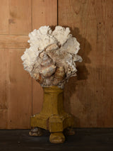 Mounted Coral and shell specimens on antique base