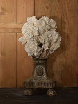 Mounted Coral and shell specimens on antique base