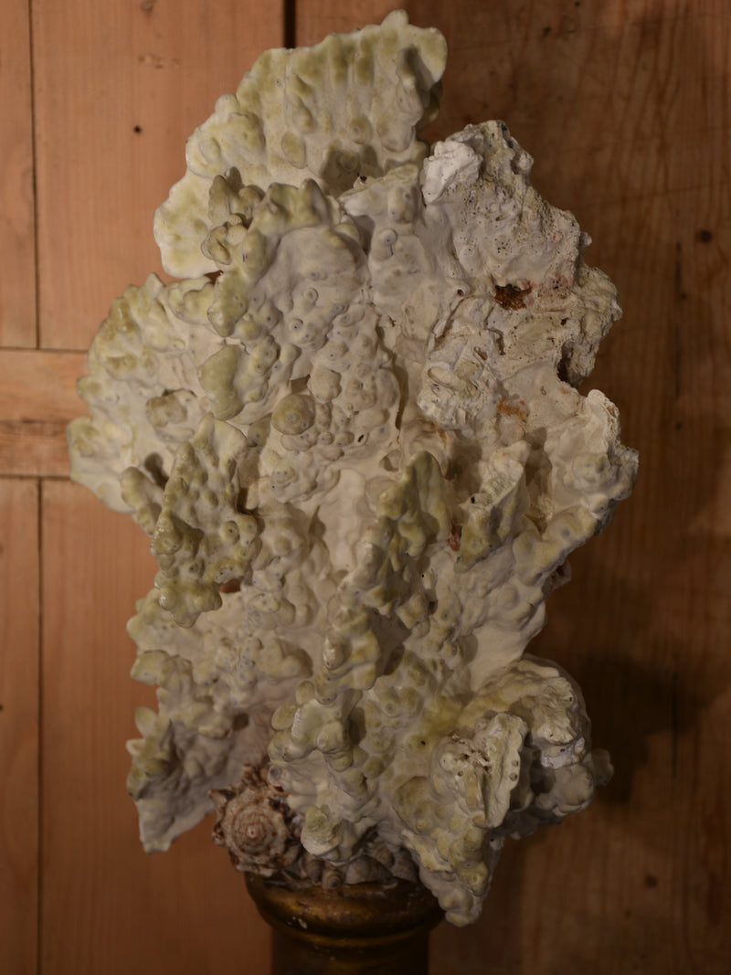 Mounted Coral specimens on antique fluted base