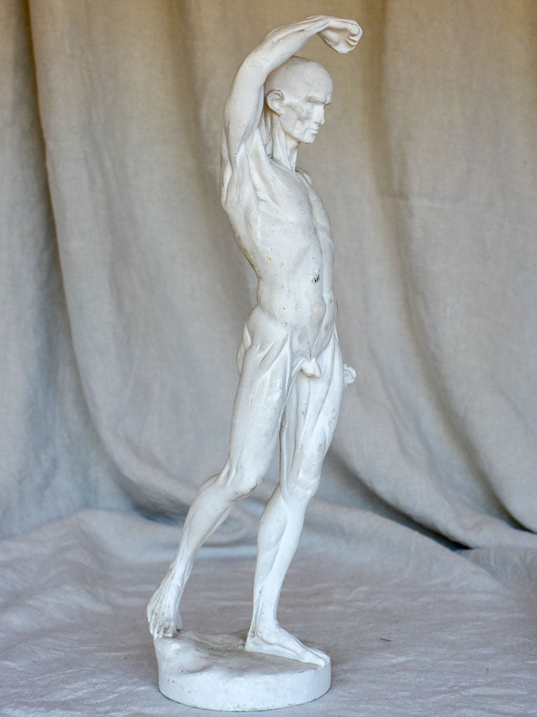 Antique French anatomical sculpture of a man in plaster