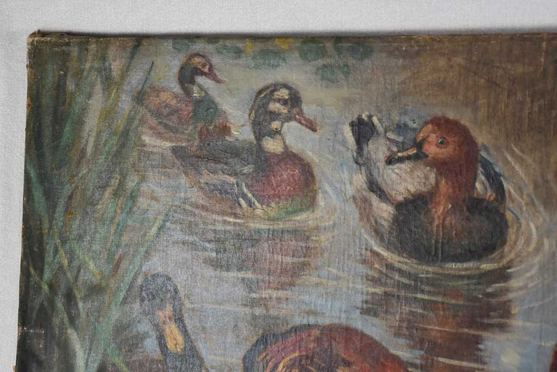 Large late-18th-century painting of bathing ducks - Anonymous 24½" x 59½"