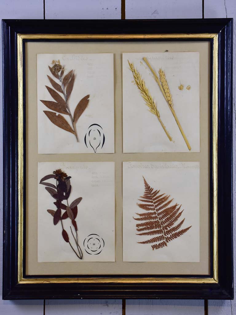 Antique French botanic herbieres in Napoleon III frame