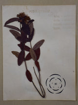 Antique French botanic herbieres in Napoleon III frame