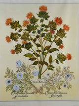 Vintage French botanic art print - Cnicus Sativus 26¾" x 22¾"