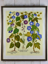 Vintage French botanic art print - Campanula 22¾" x 27¼"