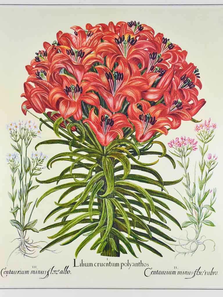 Vintage French botanic art print of an engraving  - Lilium 22¾" x 26"