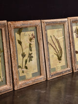 Four framed botanicals
