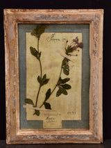 Two framed botanicals