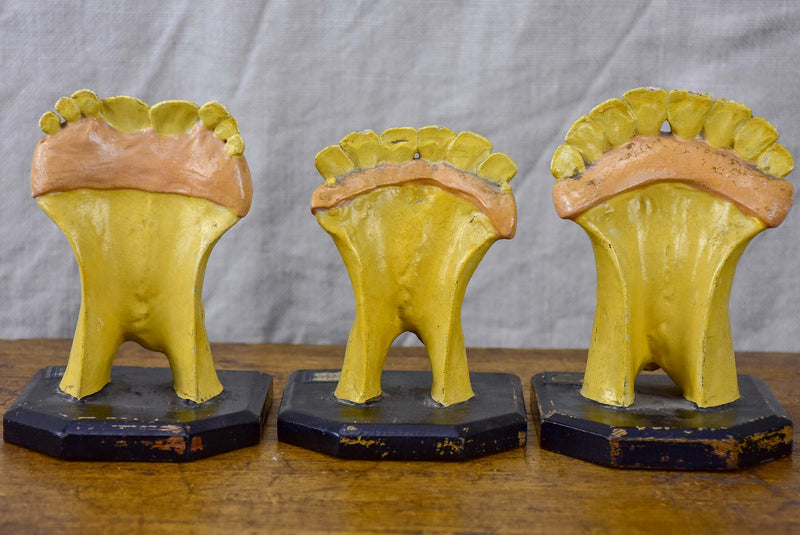 Three antique horse teeth molds from a Veterniary school