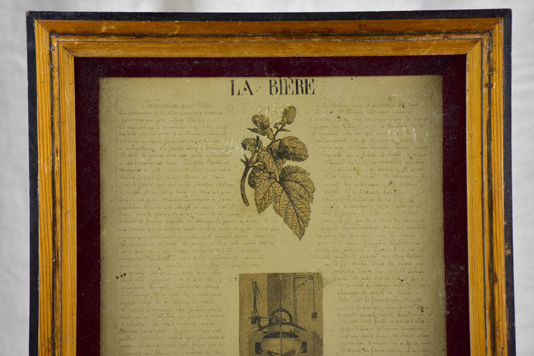 Antique botanic ink drawings in frames