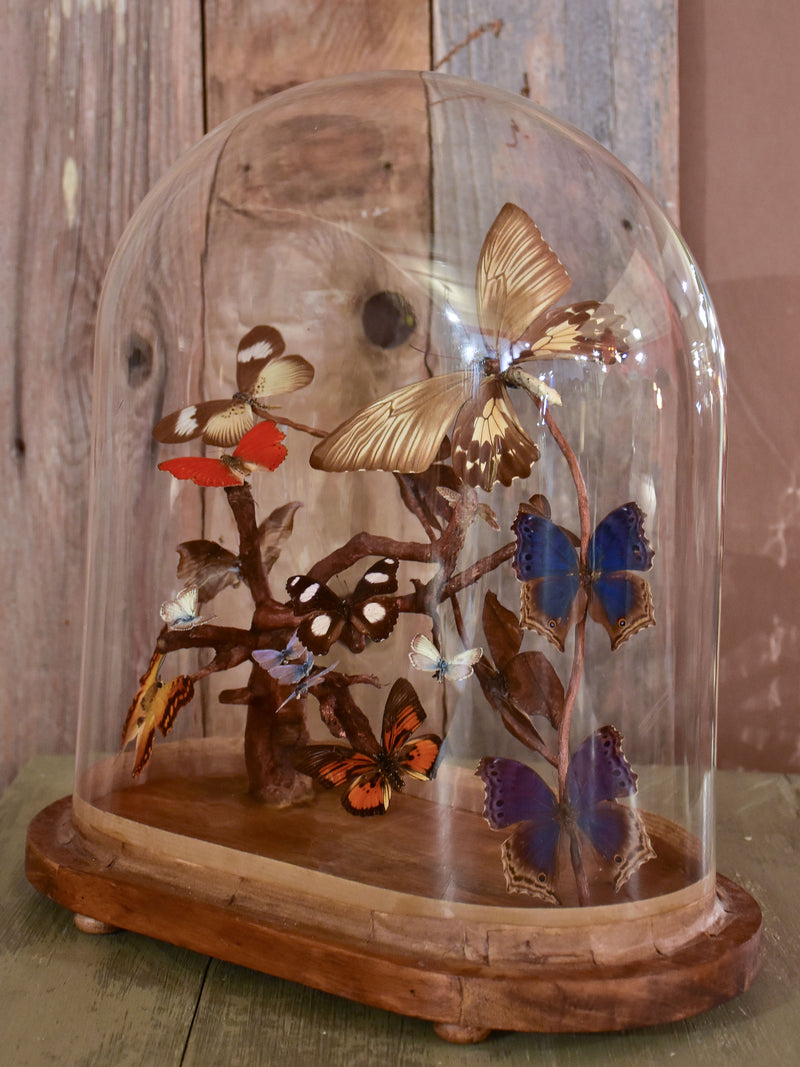 Napoleon III glass dome with butterflies