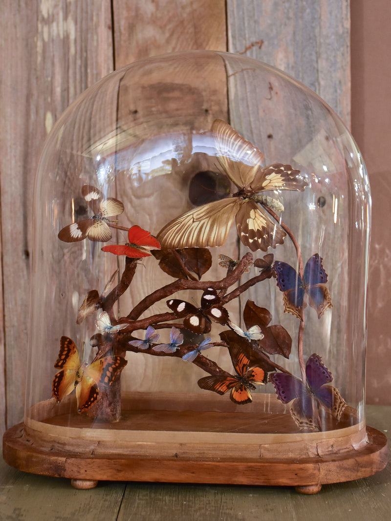 Napoleon III glass dome with butterflies