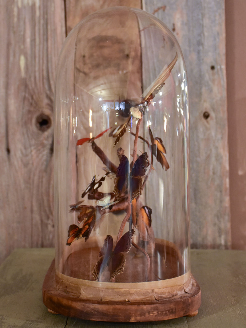 Napoleon III glass dome with butterflies
