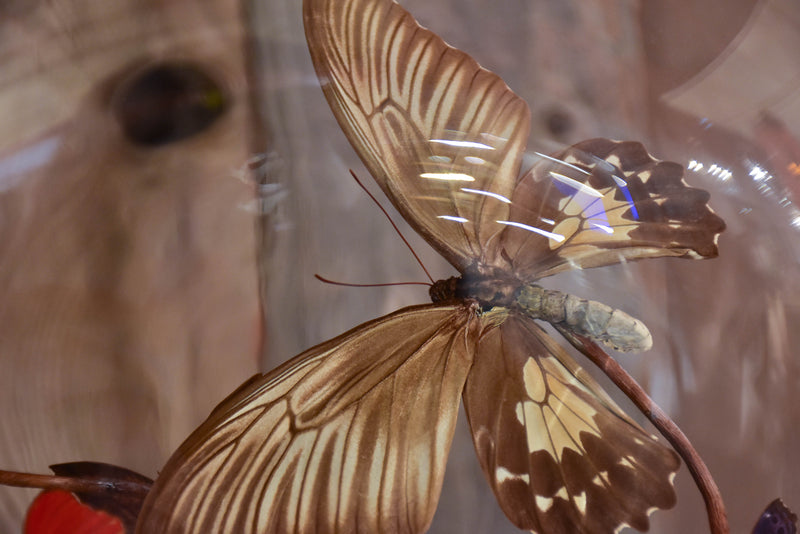 Napoleon III glass dome with butterflies