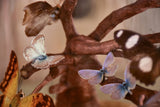 Napoleon III glass dome with butterflies