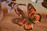 Napoleon III glass dome with butterflies