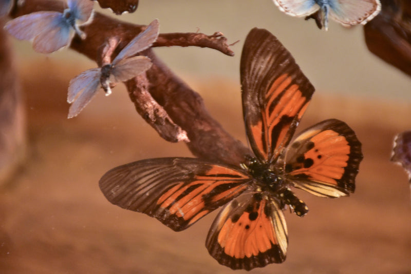 Napoleon III glass dome with butterflies
