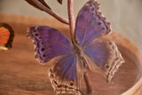 Napoleon III glass dome with butterflies