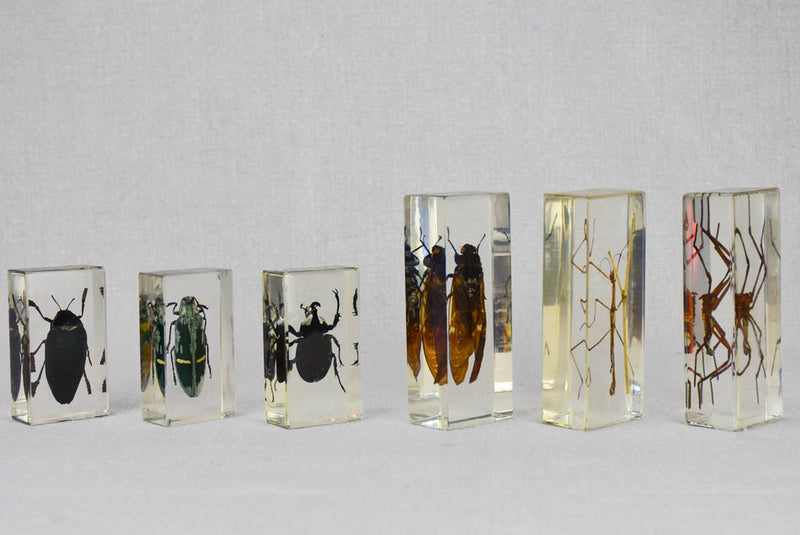 Collection of 15 preserved insects embedded in acrylic 2¾" - 4¼"
