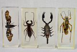 Collection of 15 preserved insects embedded in acrylic 2¾" - 4¼"