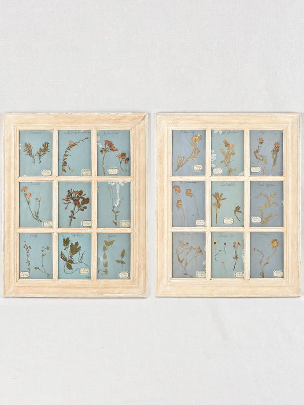 Pair of framed botanical herbiers 34¼" x 26¾"