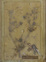 Four French pressed flower frames