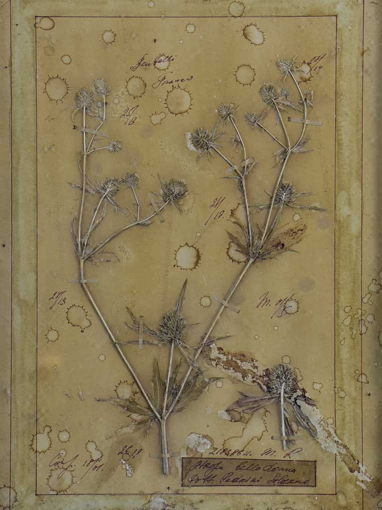 Four French pressed flower frames