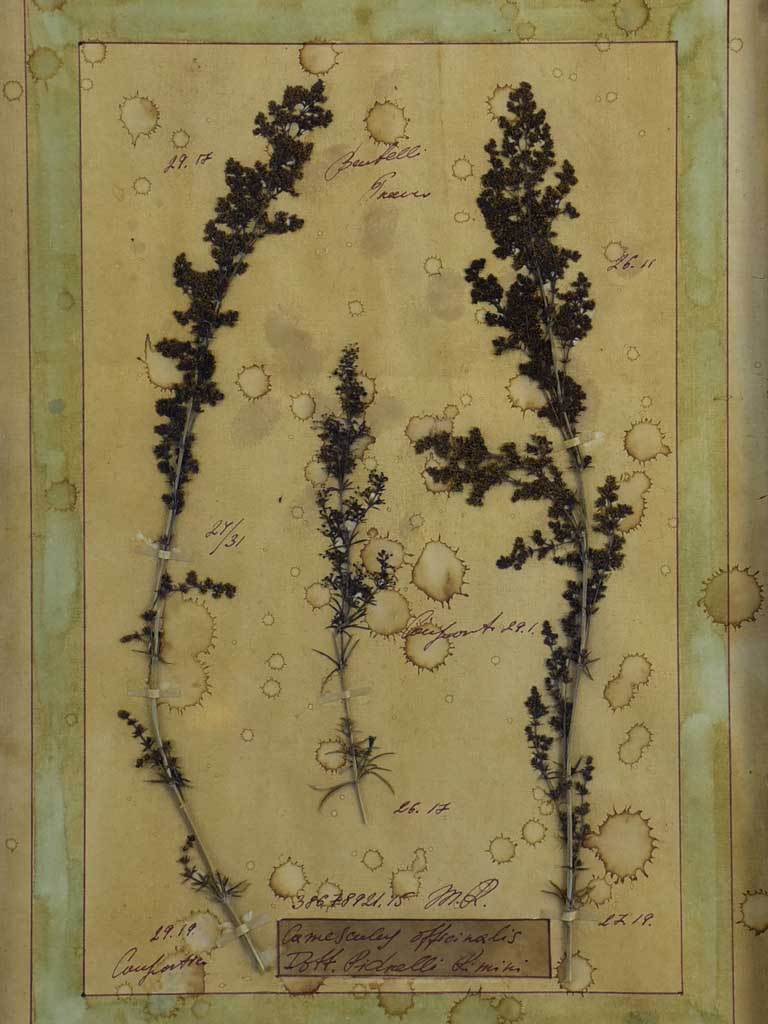 Four French pressed flower frames