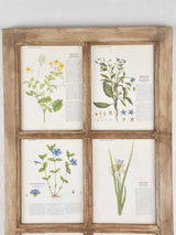 Two salvaged windows displaying botanic prints 43¾" x 23¾"