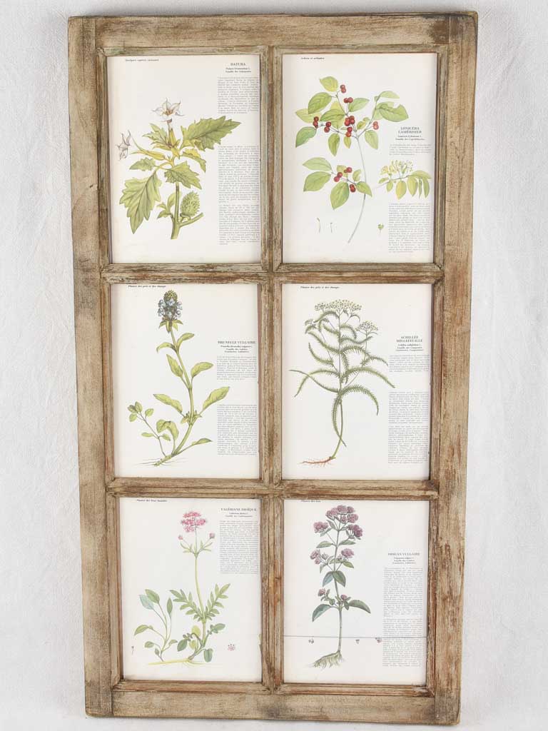 Two salvaged windows displaying botanic prints 43¾" x 23¾"