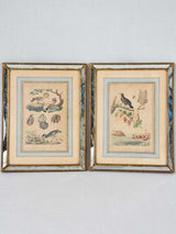 Two late nineteenth century natural history engravings - sea birds and seashells 12¼" x 15¾"