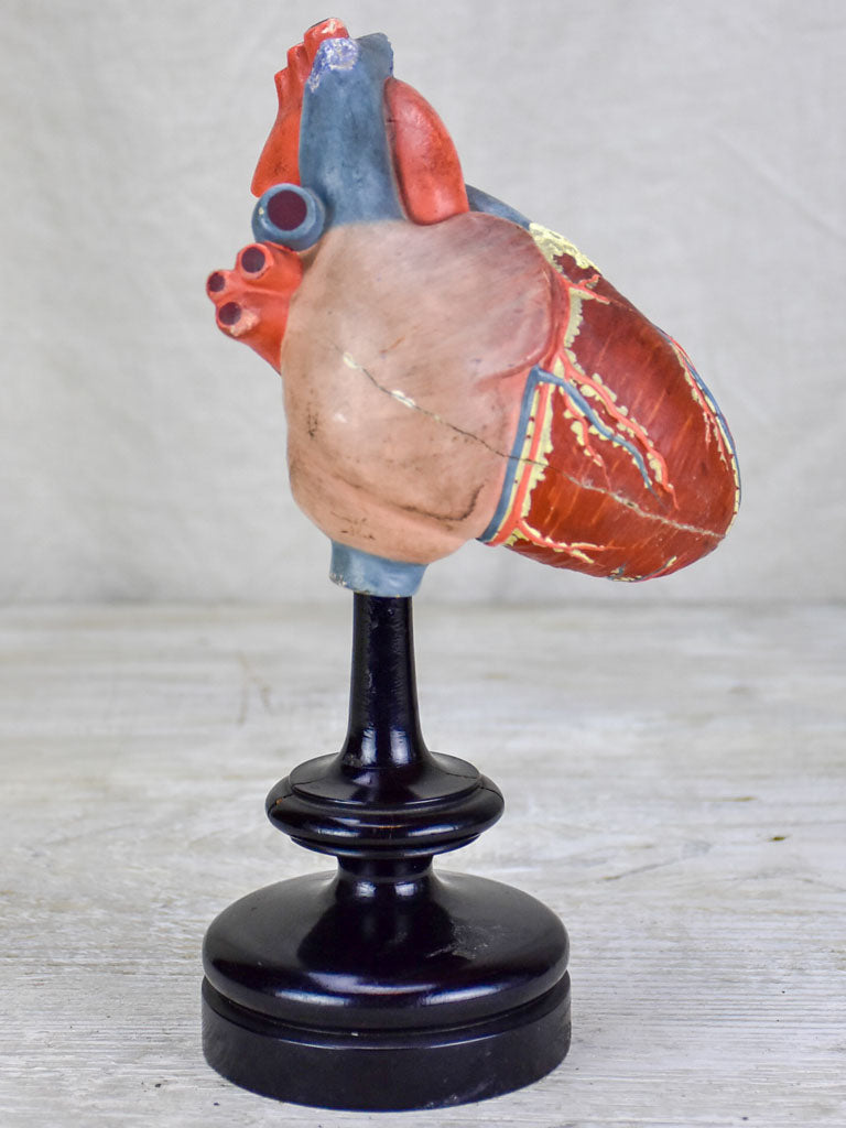 Antique French model of a heart on a black stand