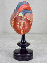Antique French model of a heart on a black stand