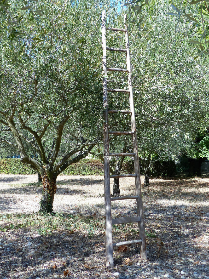 Vintage French orchard ladder