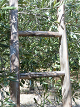 Vintage French orchard ladder