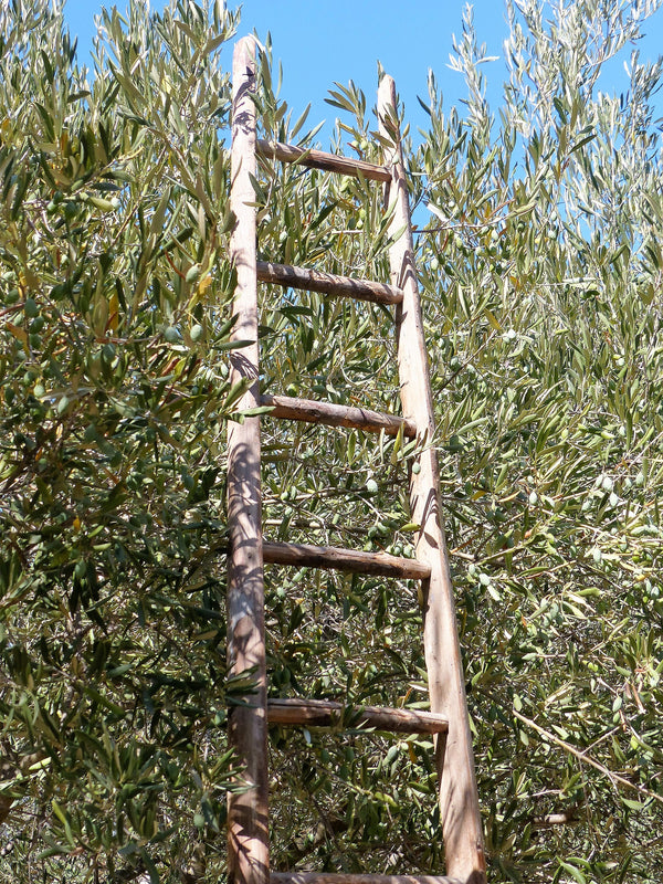 Rustic French orchard ladder
