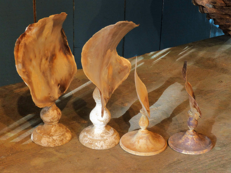 Collection of 4 mounted French sea shells – 19th century