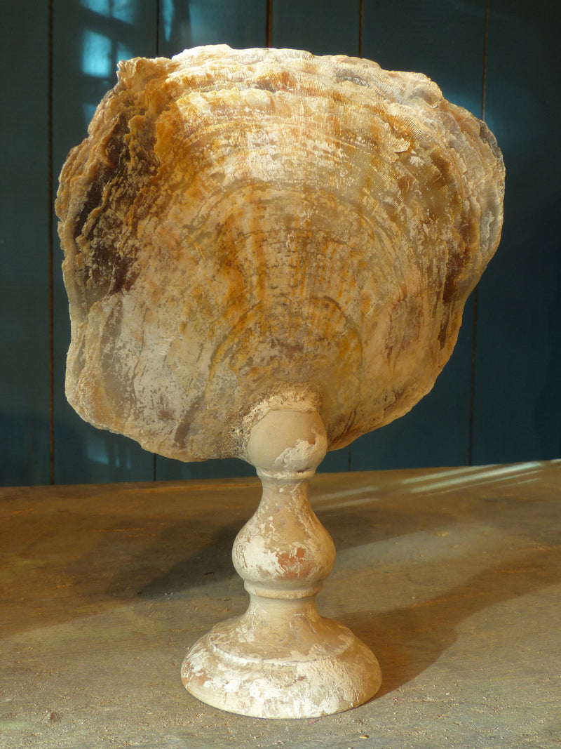 Group of 4 mounted French sea shells, 19th-century