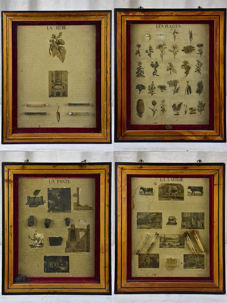 Antique French framed herbal curiosity